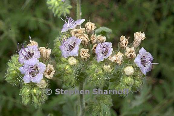 phacelia ramosissima 2 graphic